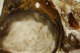Petrified Wood (Bald Cypress) Slab - Saddle Mountain, WA #141405-1